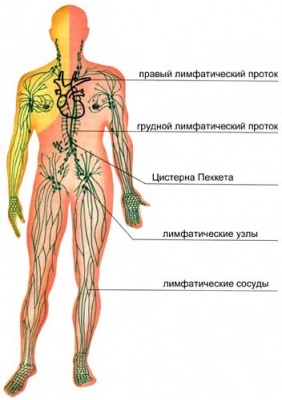 лимфатическая система